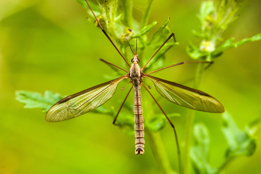 Daddy Longlegs - Tipula paludosa